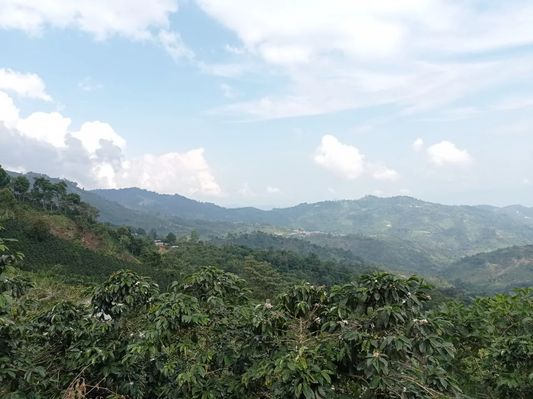 Nature or Nurture: Where Coffee Gets its Flavour