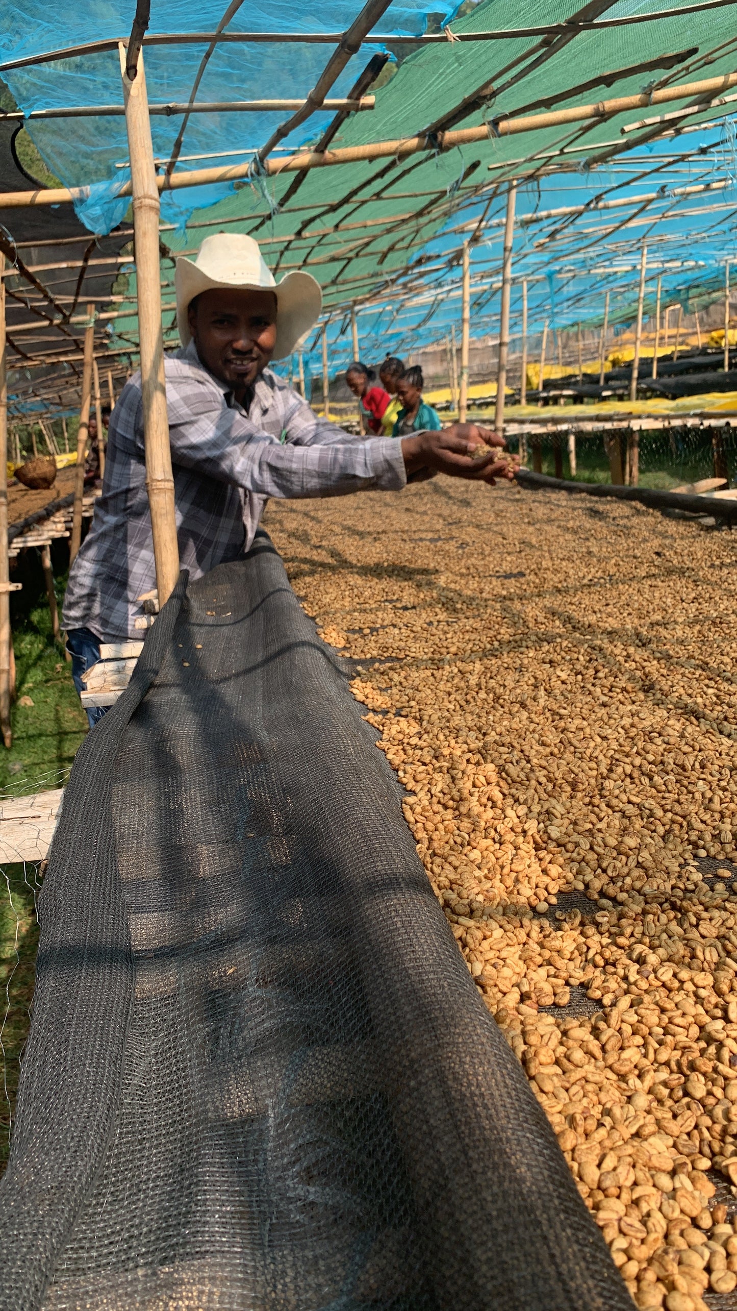 Supreme Coffee: Ethiopia Basha Bekele