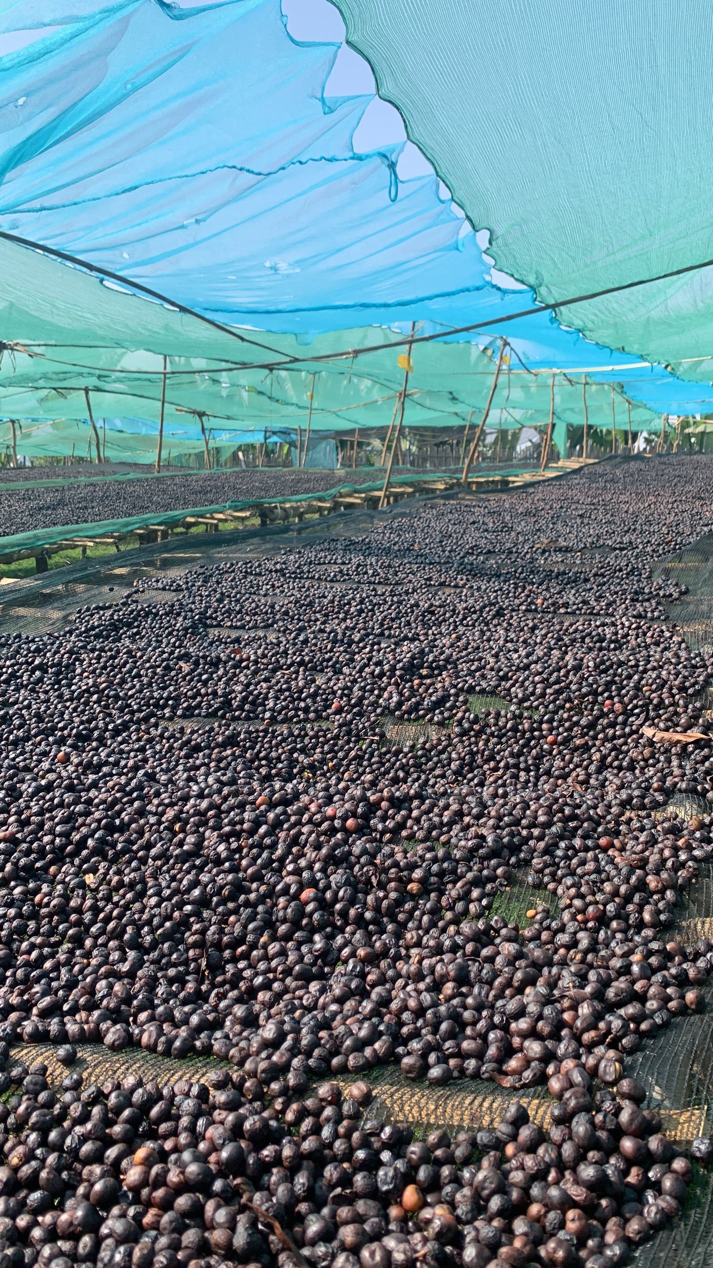 Supreme Coffee: Ethiopia Basha Bekele