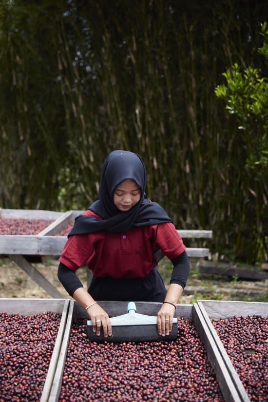 Indonesia - Sumatra Asman Gayo Mill
