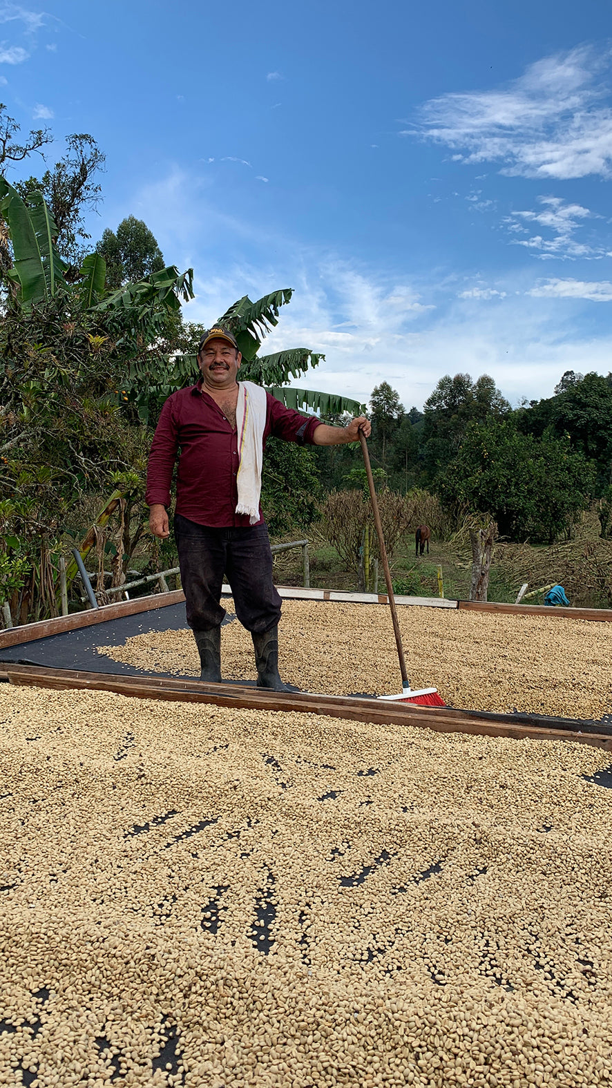 Decaf La Serrania