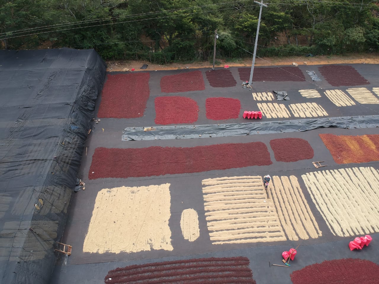 Christmas Coffee: Nicaragua Martha & Ana Albir