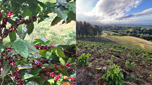 Same cultivar, same origin, different flavour...why?