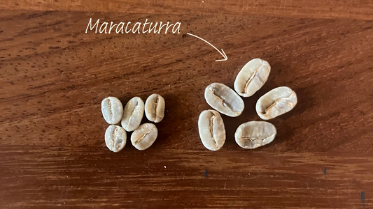 There’s a lot to love about Maracaturra...