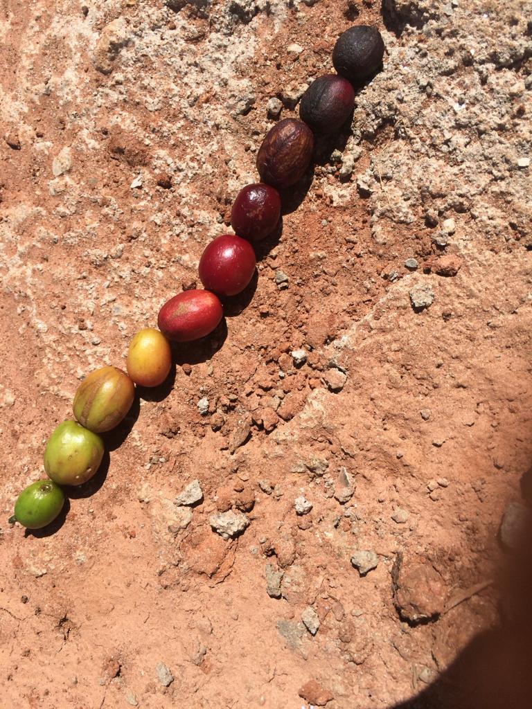 How fresh is your coffee? Part 1 - understanding seasonality.