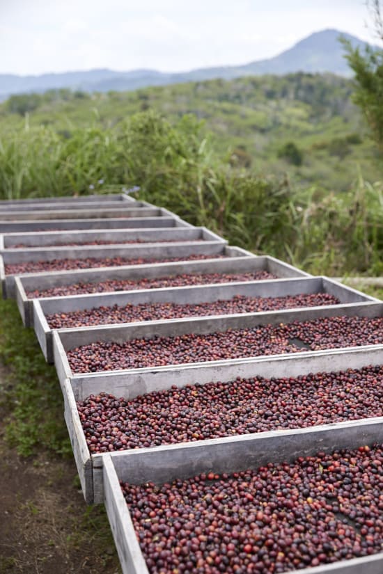 Indonesia - Sumatra Asman Gayo Mill