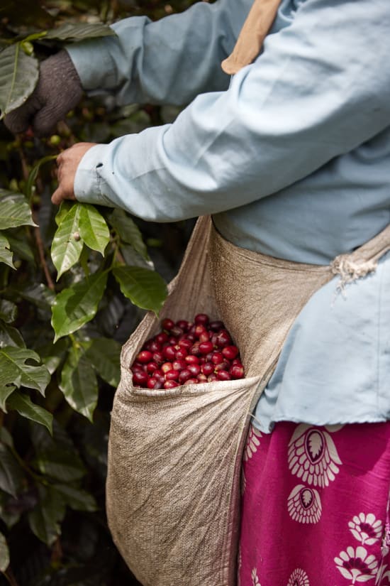 Indonesia - Sumatra Asman Gayo Mill