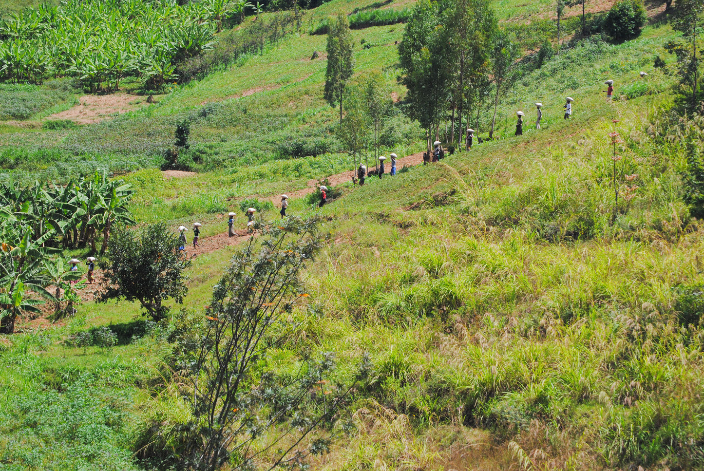 Rwanda Rwamatamu Peaberry
