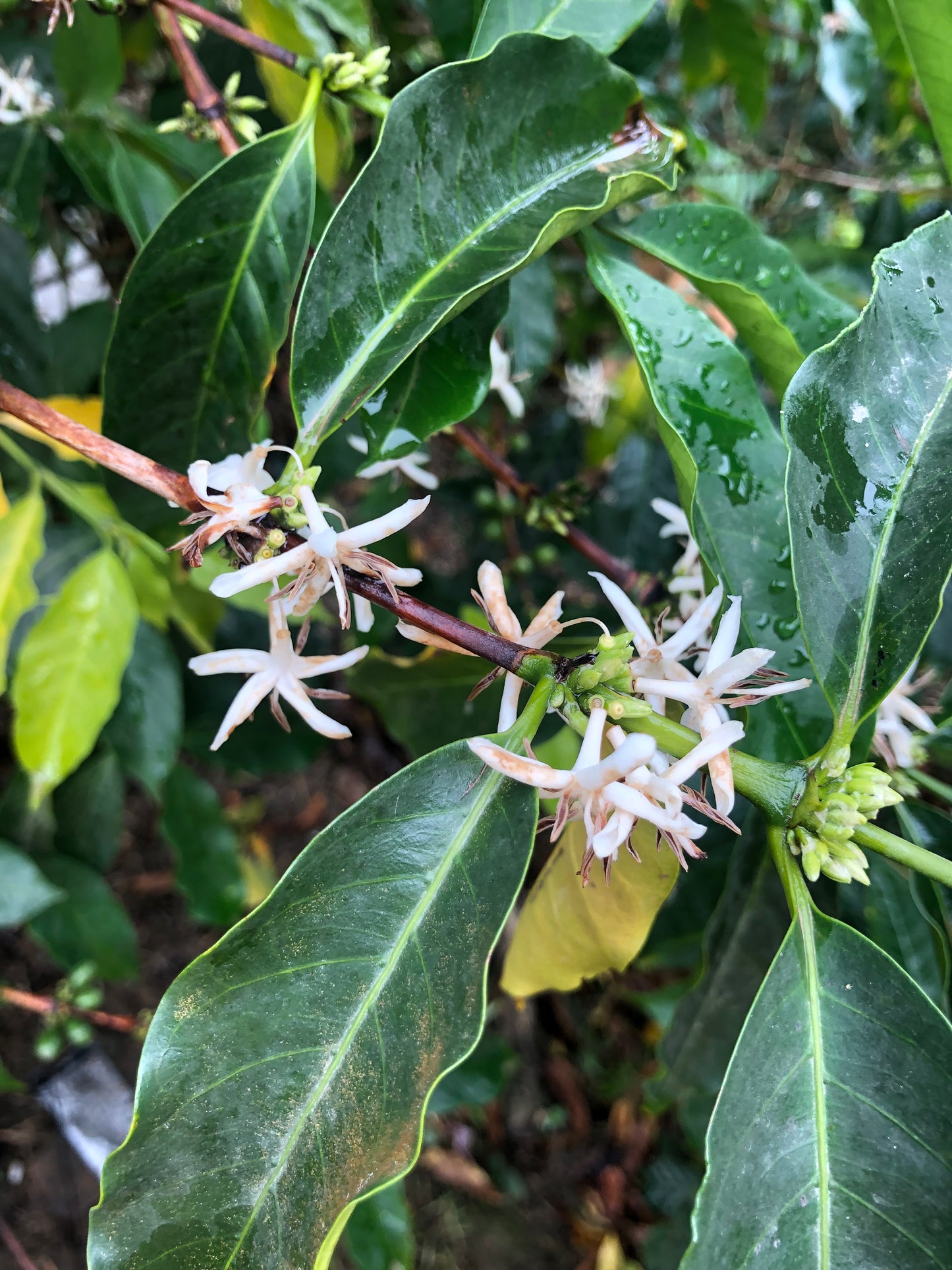 Colombia Pitaya