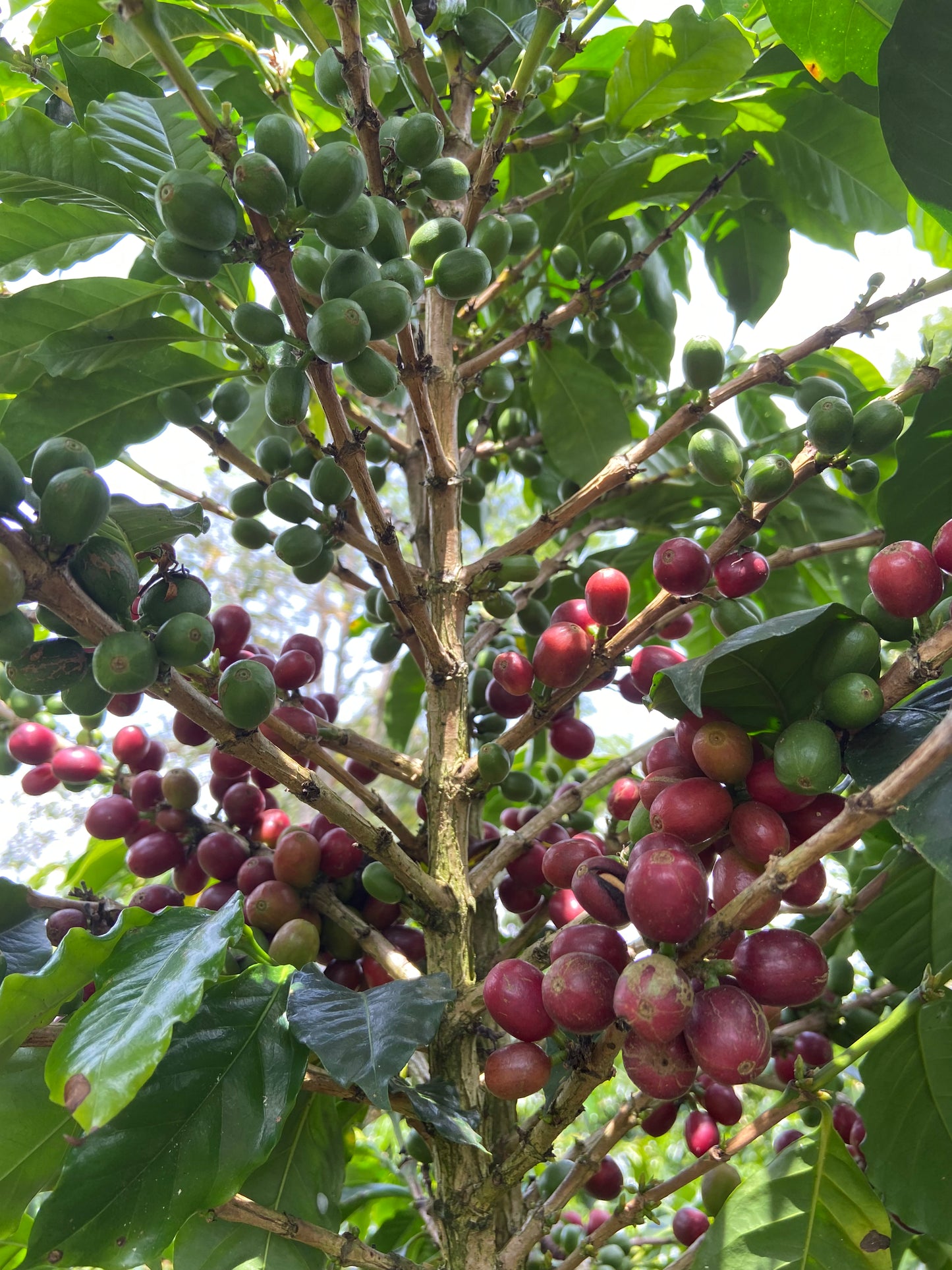 Supreme Coffee: Colombia Hermanos Burbano