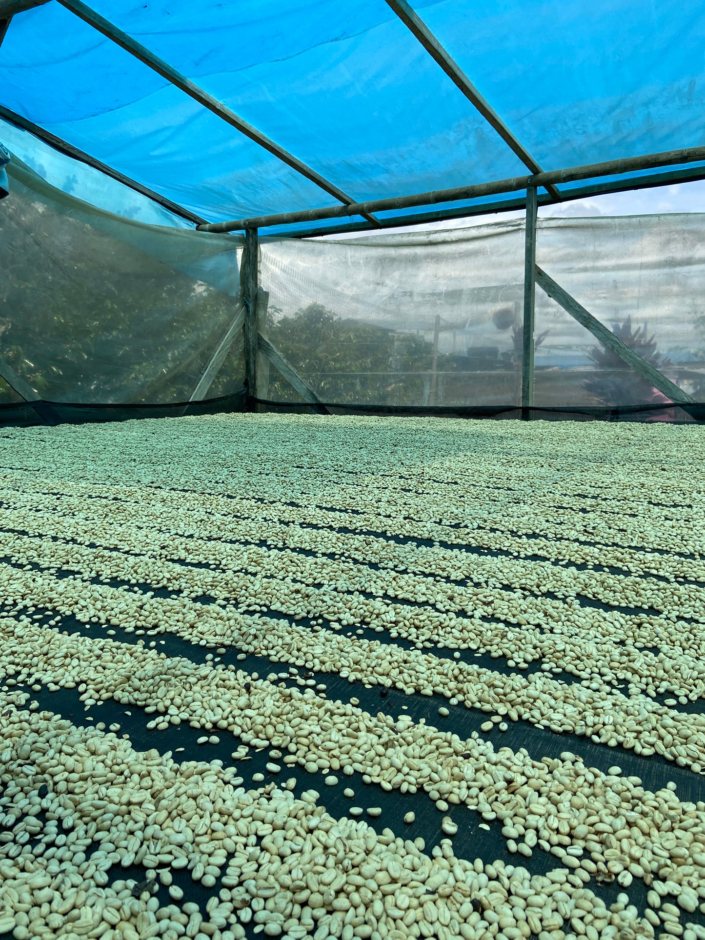 Supreme Coffee: Colombia Hermanos Burbano
