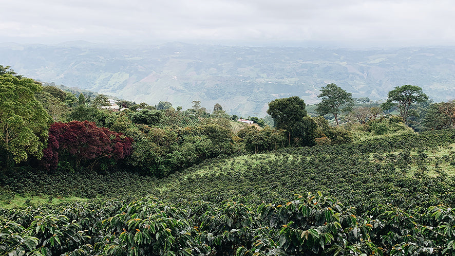 Decaf La Serrania