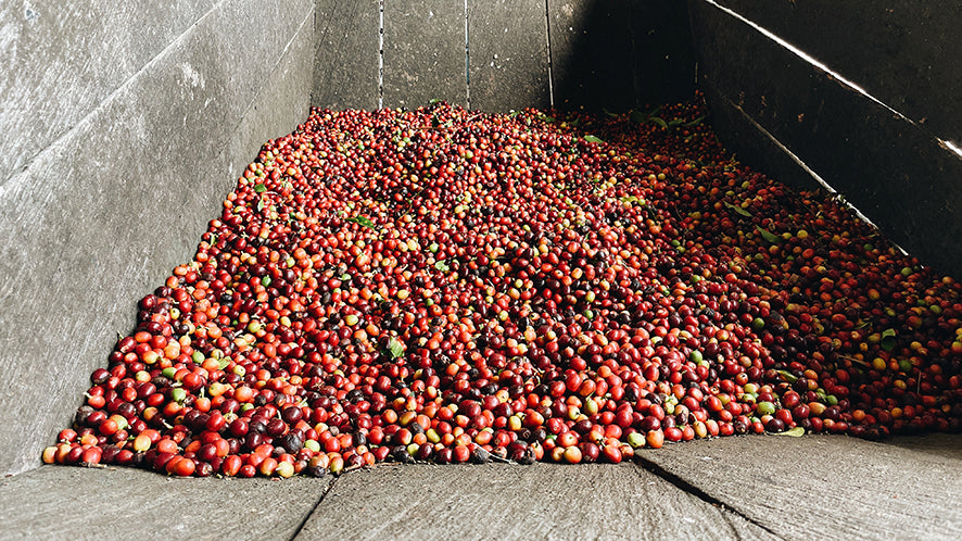 Decaf La Serrania
