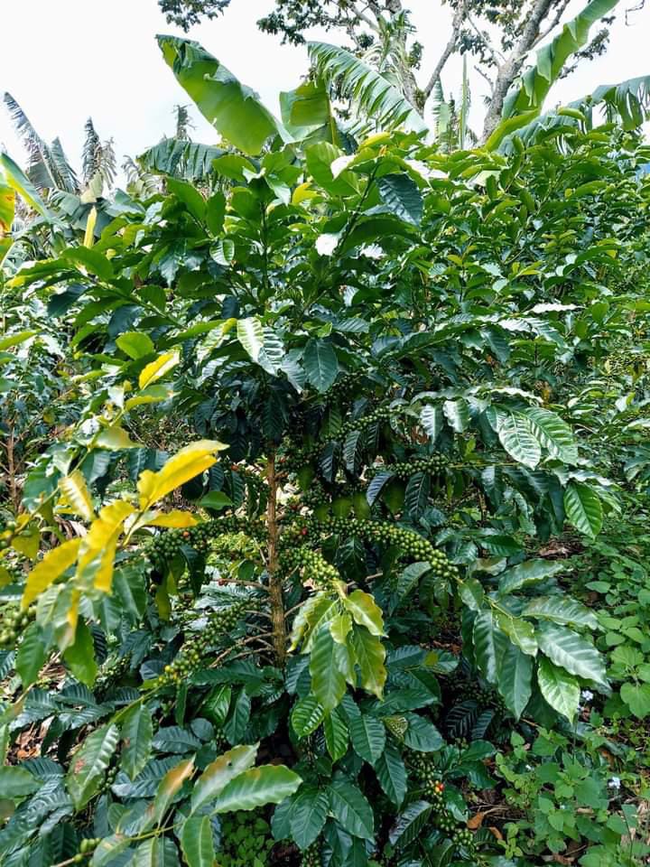 Honduras Carlos Alberto Portillo