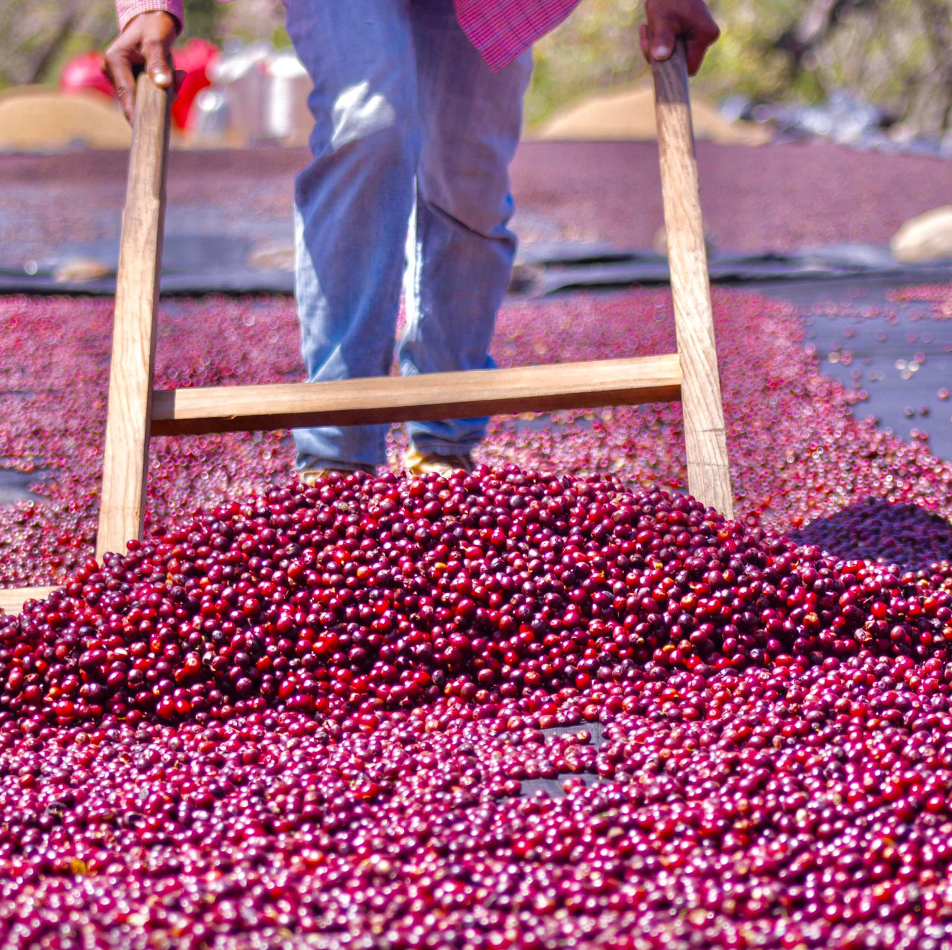 Christmas Coffee: Nicaragua Martha & Ana Albir