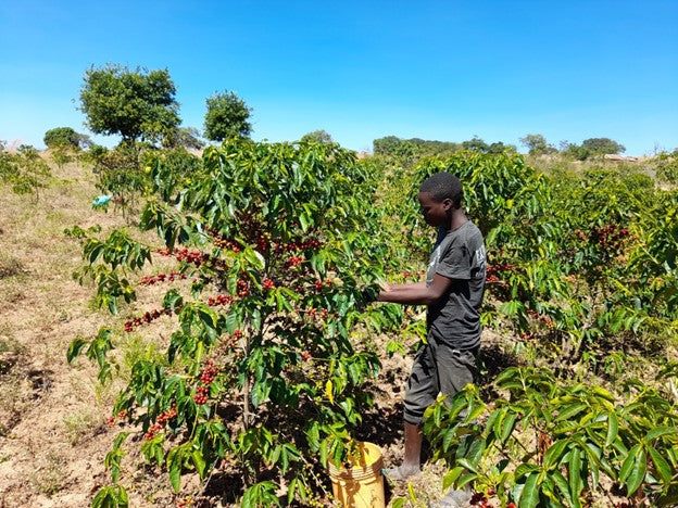Tanzania Isaiso