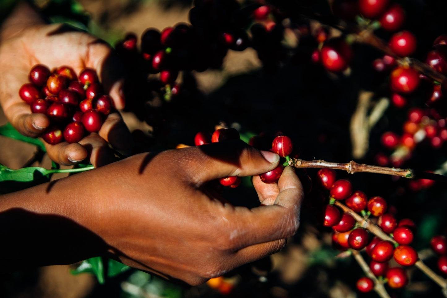 Tanzania Isaiso
