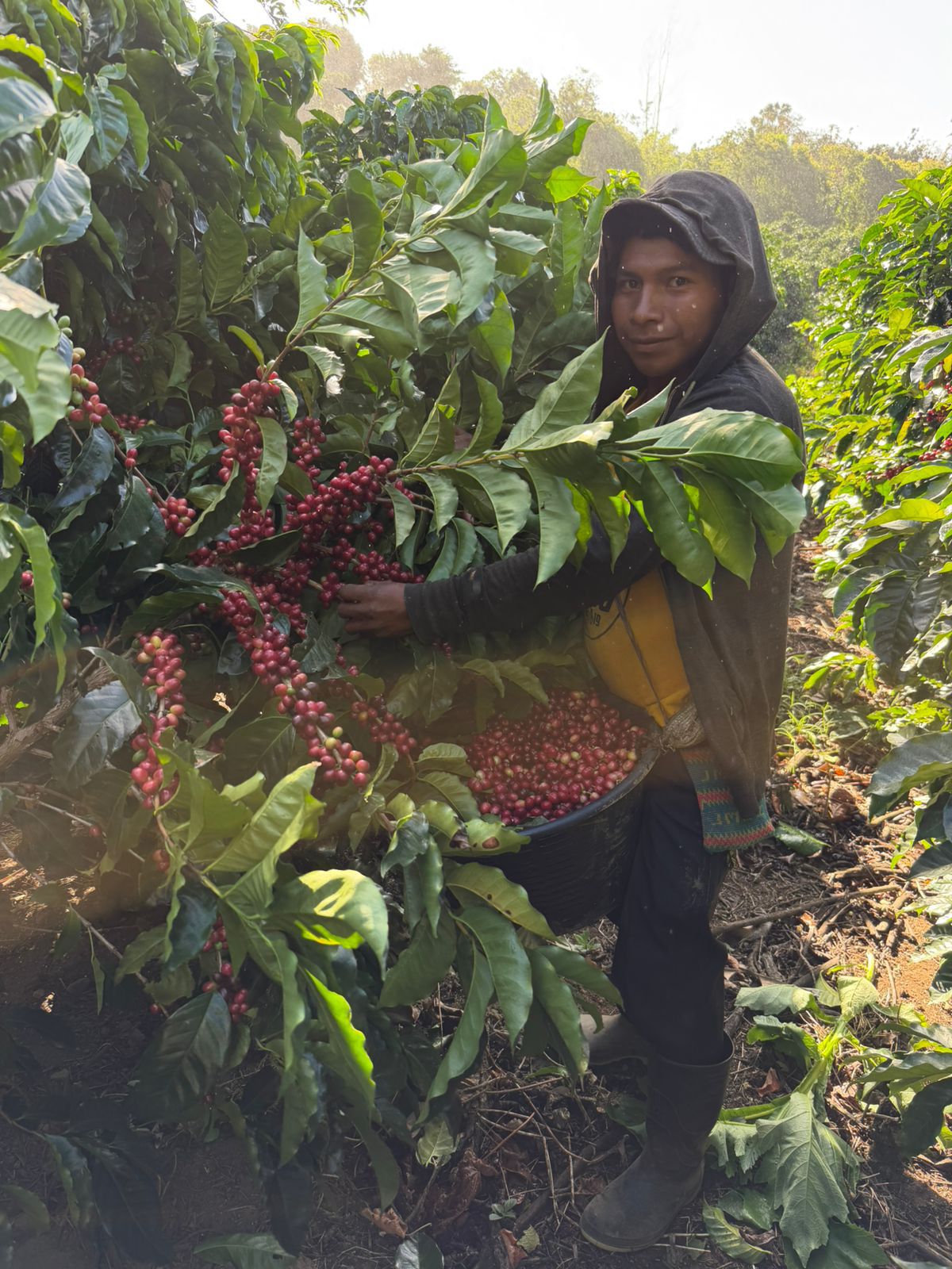 Costa Rica Hacienda La Luisa