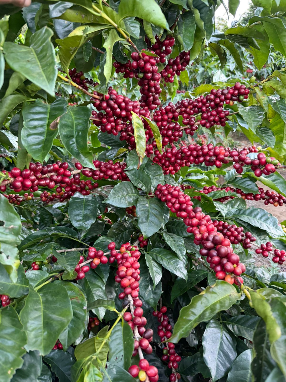 Costa Rica Hacienda La Luisa