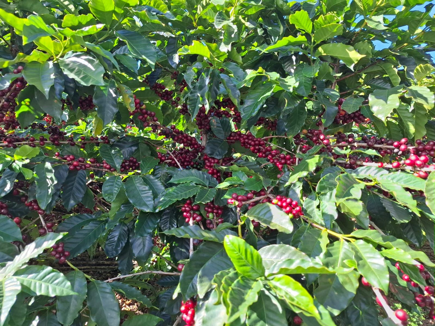 Costa Rica Finca El Refugio