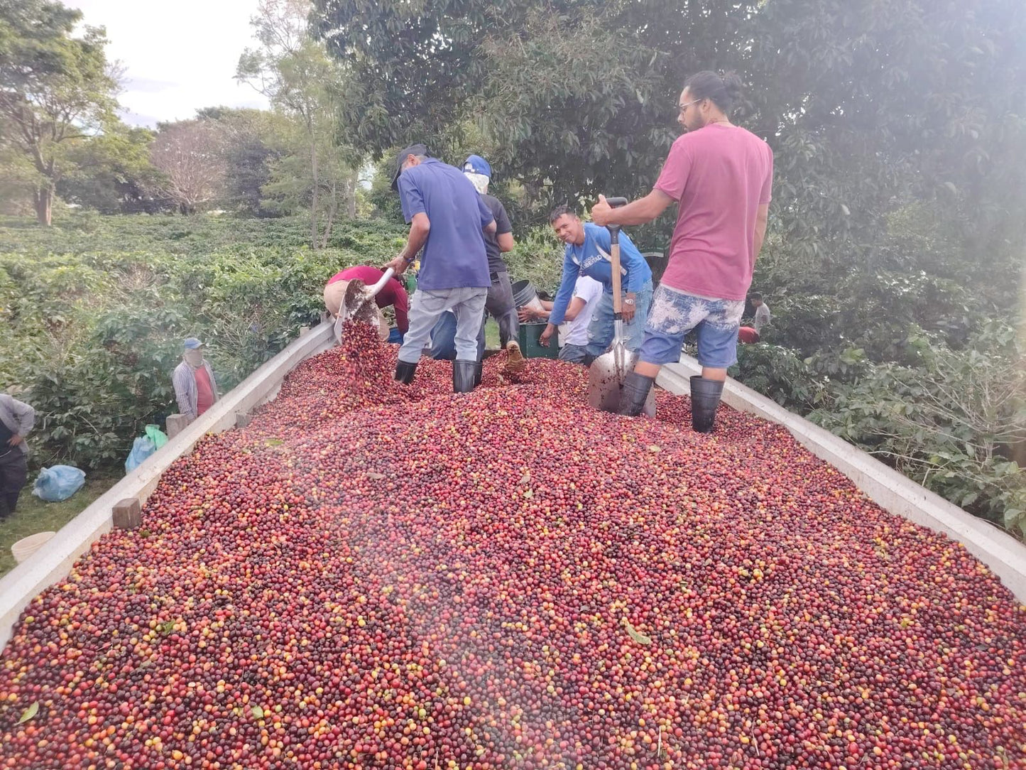 Costa Rica Finca El Refugio