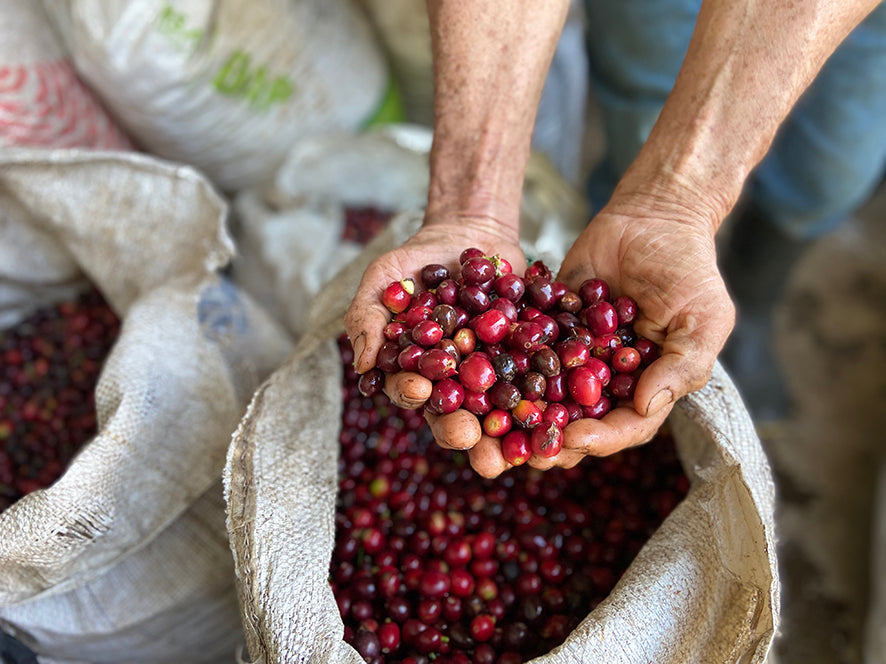 Decaf La Serrania