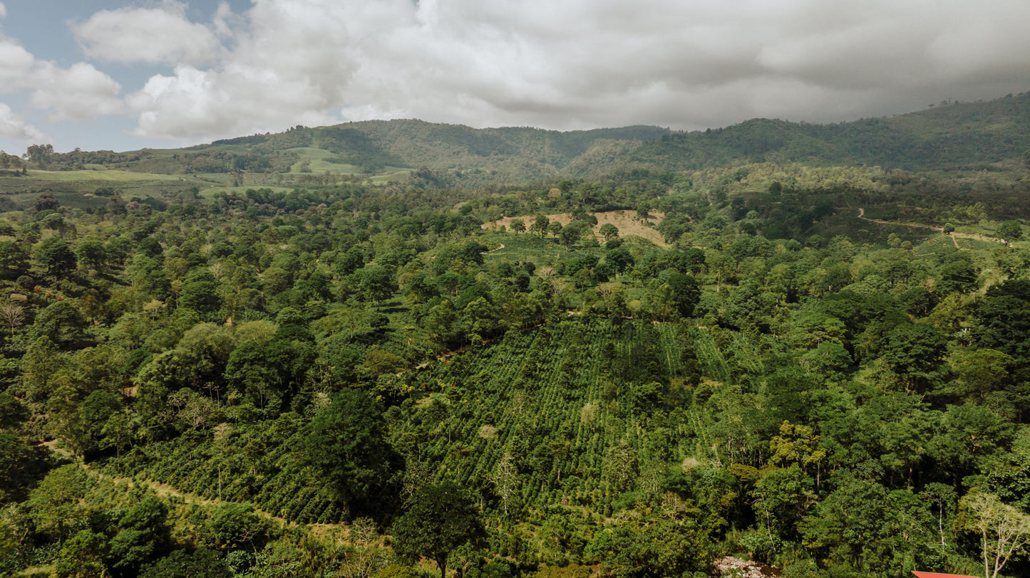 Costa Rica Aquiares Estate